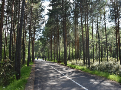 Белкин лес— сквер, соединяющий город и аэропорт для пешеходов.